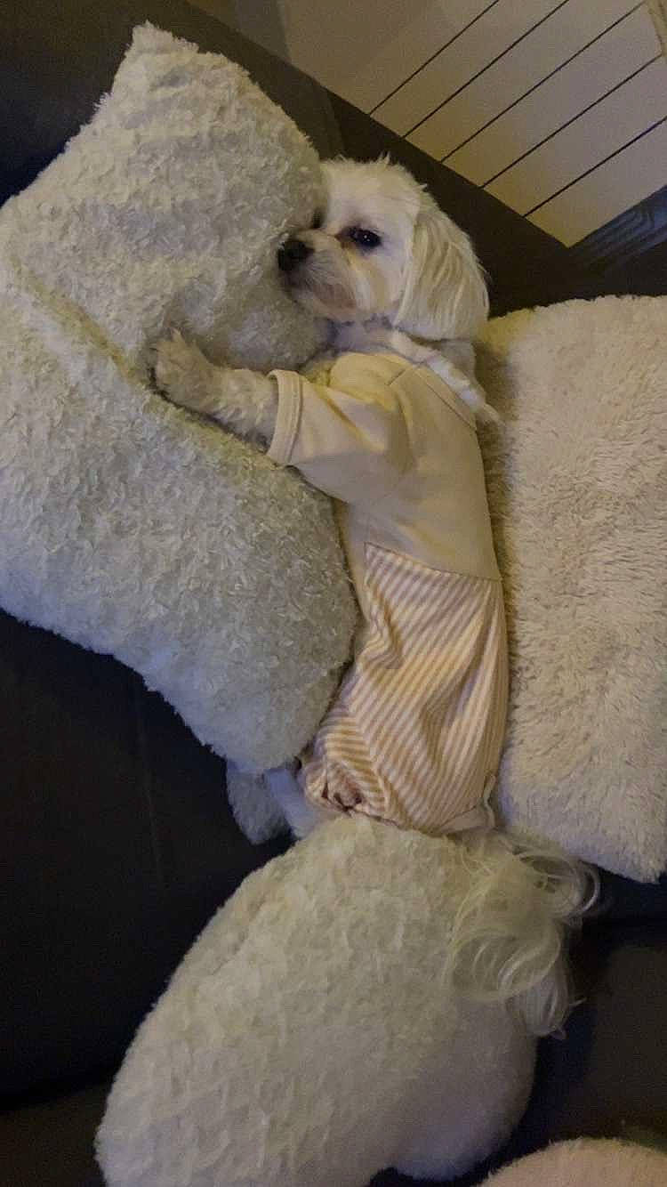 Taÿko participe au concours pour gagner de l'argent avec cette photo : animal, bedroom, comfort, couch, cozy, cute, dog, fluffy, fur, home, indoor, pajamas, pet, pillows, relaxing, resting, sleepy, small_dog, snuggling, white_dog