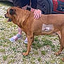 animal, bandage, brown_dog, car, care, companion, dog, grass, gravel, hand, human, injury, outdoor, paw, person, pet, sandals, shorts, tattoo, vehicle