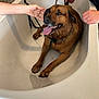 animal, bathroom, bathtub, brown_dog, chain_collar, dog, faucet, grooming, happy_dog, human_hand, indoor, leash, person, pet_bath, pet_care, rustic_wall, smiling_dog, tongue_out, wet_dog, white_tub