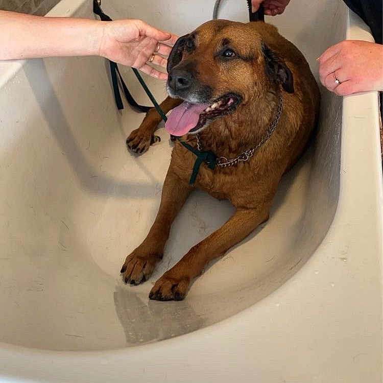 Rock participe au concours pour gagner de l'argent avec cette photo : animal, bathroom, bathtub, brown_dog, chain_collar, dog, faucet, grooming, happy_dog, human_hand, indoor, leash, person, pet_bath, pet_care, rustic_wall, smiling_dog, tongue_out, wet_dog, white_tub