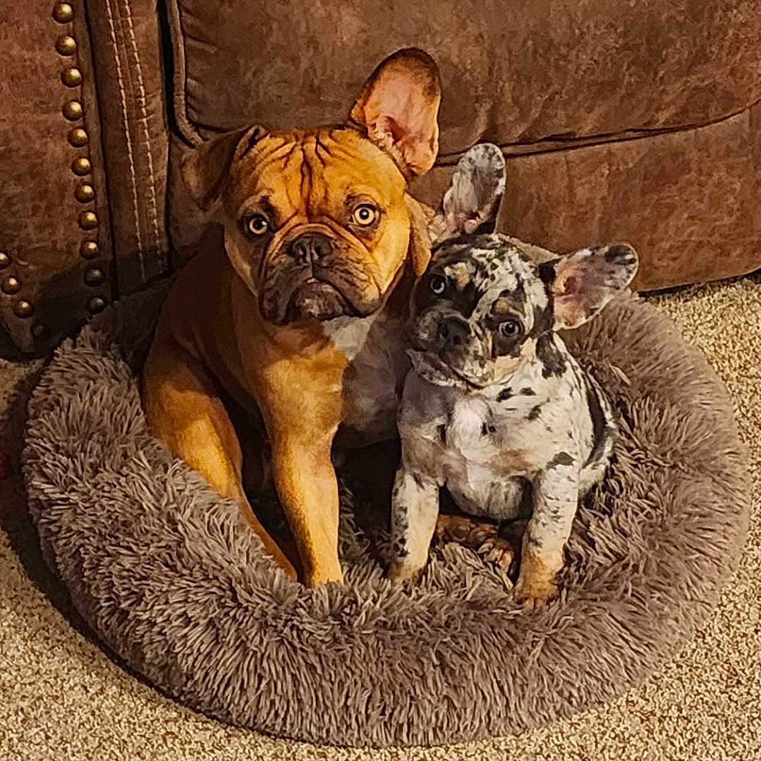 Griz And Milo is registered to the contest to win money with this photo: animal, bed, brown_couch, carpet, companion, cozy, cute, dog, domestic, ears, fluffy_bed, french_bulldog, fur, indoor, looking, pair, pet, puppy, snuggling, two
