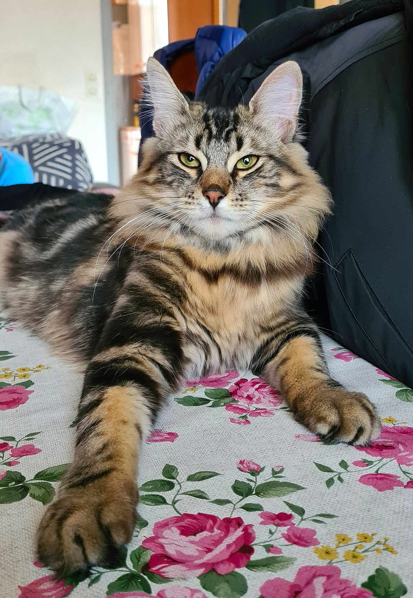 Sparrow a rejoint le concours — aidez-le/la à gagner de superbes lots ! cat, tabby, fluffy, paws, tablecloth, floral_pattern, indoor, furniture, relaxed, pet, animal, whiskers, ears, fur, green_eyes, portrait, close_up, domestic_cat, striped, laying_down