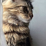 Sparrow a rejoint le concours — aidez-le/la à gagner de superbes lots ! cat, tabby, fluffy, fur, whiskers, profile, window, curtain, indoor, pet, animal, side_view, looking_out, natural_light, domestic_cat, feline, closeup, soft_light, calm, peaceful