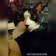 Boomer is registered to the contest to win money with this photo: abyssinian, accessories, animal, blackcat, book, cat, chair, collar, couch, cushion, doctor, furniture, head, indoors, kitten, manx, person, pet, publication, snout