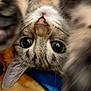 animal, blanket, cat, close_up, colorful, cozy, curious, cute, feline, fur, indoor, mammal, pet, playful, portrait, soft, upside_down, whiskers, wide_eyes, young