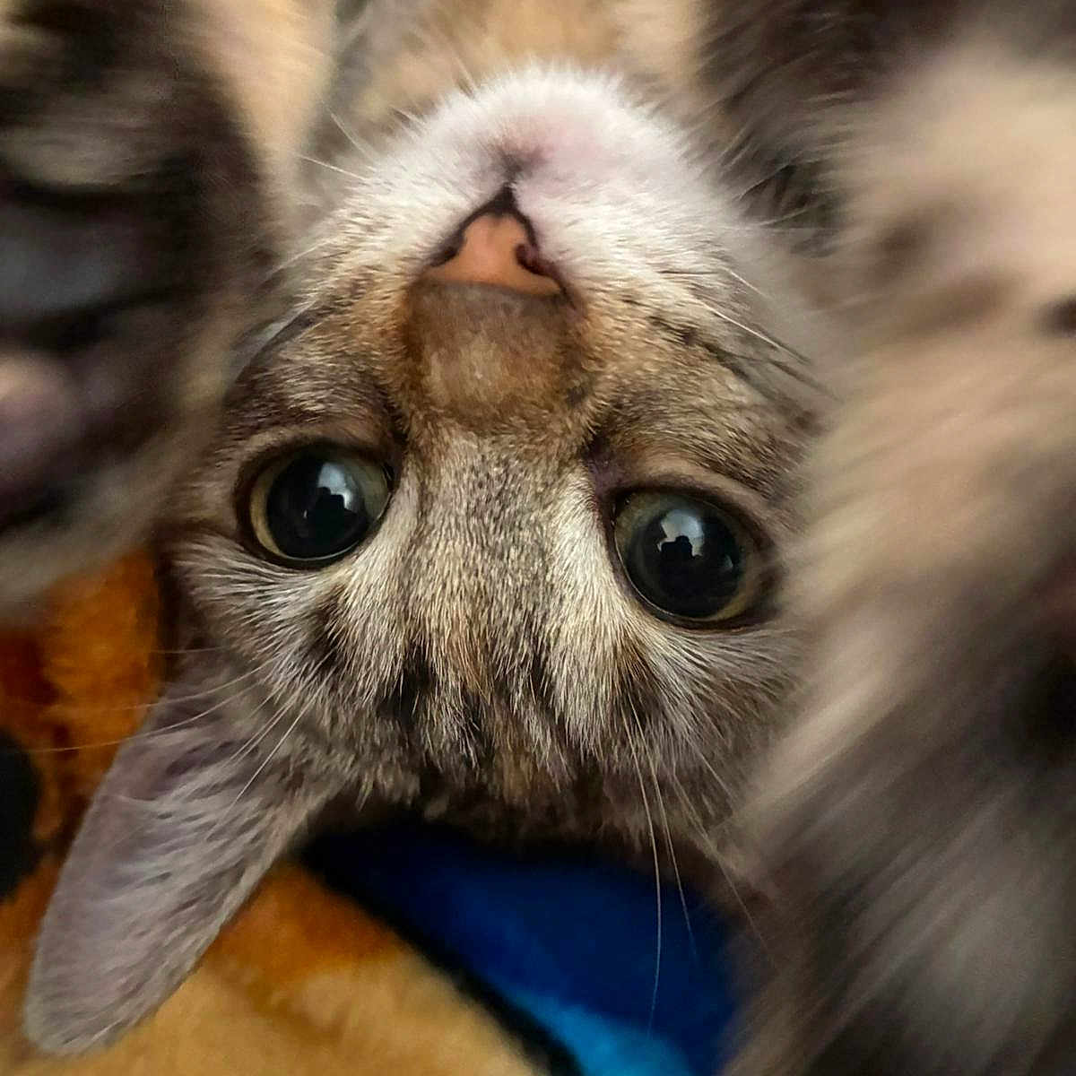 Baggia a rejoint le concours — aidez-le/la à gagner de superbes lots ! animal, blanket, cat, close_up, colorful, cozy, curious, cute, feline, fur, indoor, mammal, pet, playful, portrait, soft, upside_down, whiskers, wide_eyes, young