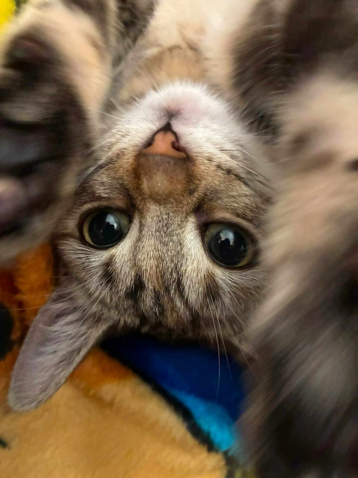 Baggia a rejoint le concours — aidez-le/la à gagner de superbes lots ! animal, blanket, cat, close_up, colorful, cozy, curious, cute, feline, fur, indoor, mammal, pet, playful, portrait, soft, upside_down, whiskers, wide_eyes, young