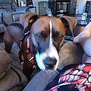 Chance is registered to the contest to win money with this photo: dog, brown, white, indoor, living_room, couch, furniture, person, leg, shorts, harness, carpet, fireplace, table, jar, photo_frame, wall_art, recliner, home, blur