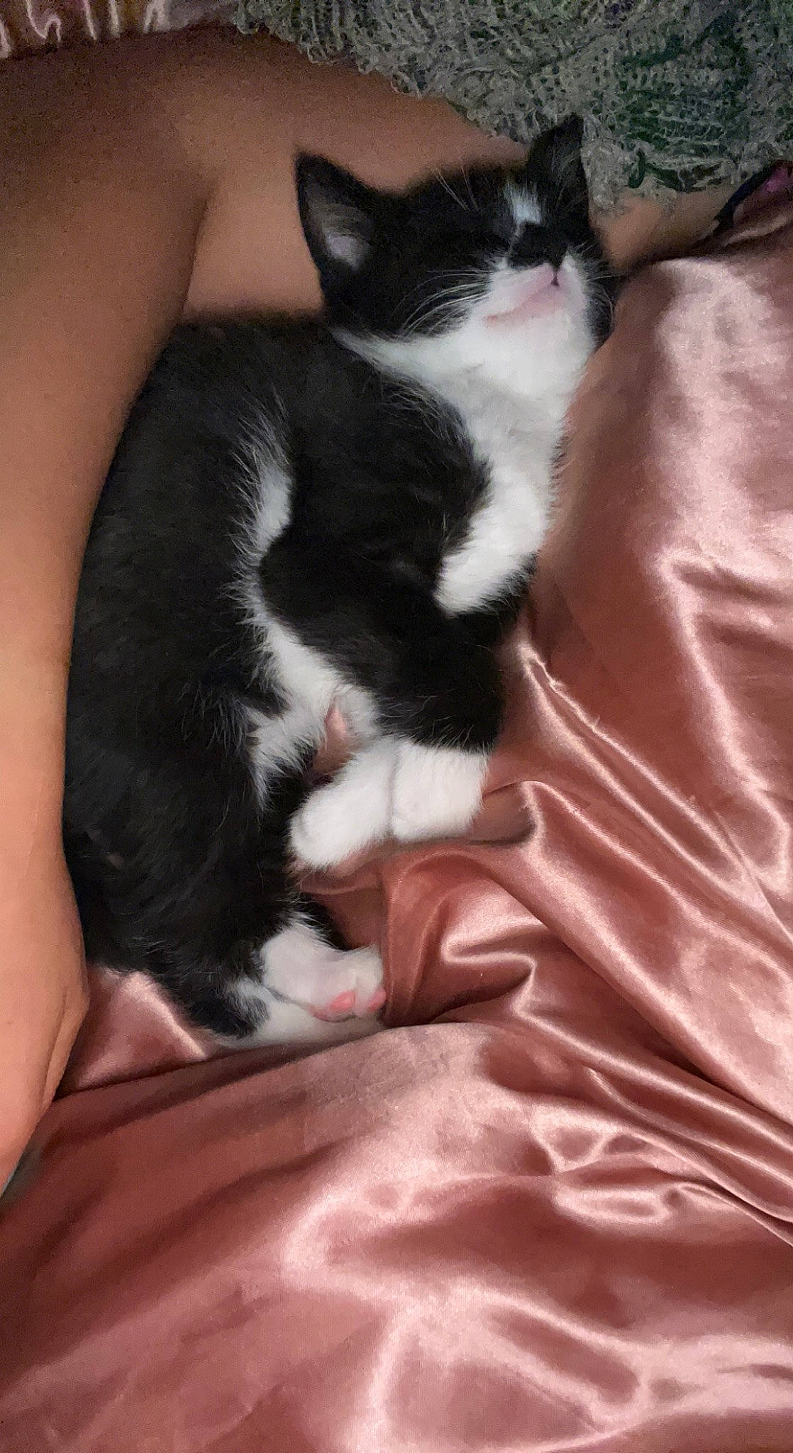 Ouija is registered to the contest to win money with this photo: carnivore, cat, claw, comfort, domestic_short_haired_cat, felidae, fur, human_leg, linens, nap, paw, sleep, small_to_medium_sized_cats, tail, whiskers