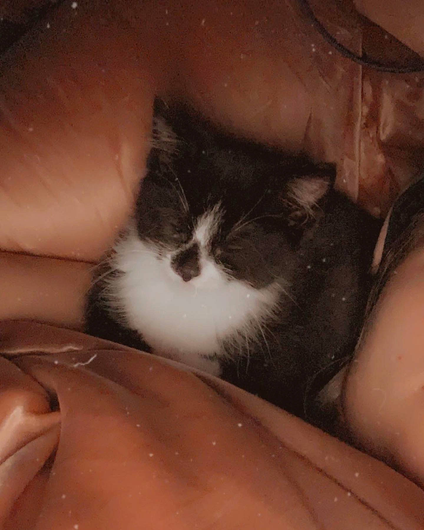 Ouija is registered to the contest to win money with this photo: carnivore, cat, claw, cloud, comfort, darkness, domestic_short_haired_cat, felidae, flesh, foot, fur, human_leg, paw, small_to_medium_sized_cats, snout, tail, thigh, tints_and_shades, whiskers, windshield