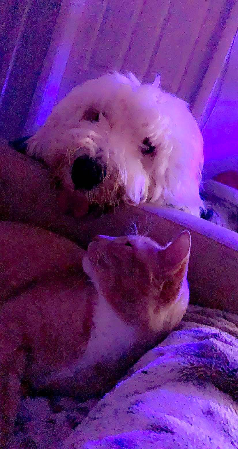 Salem is registered to the contest to win money with this photo: canidae, carnivore, comfort, companion_dog, dog, dog_breed, dog_supply, fur, magenta, pink, purple, small_terrier, snout, sporting_group, stuffed_toy, terrier, toy, toy_dog, whiskers, working_animal