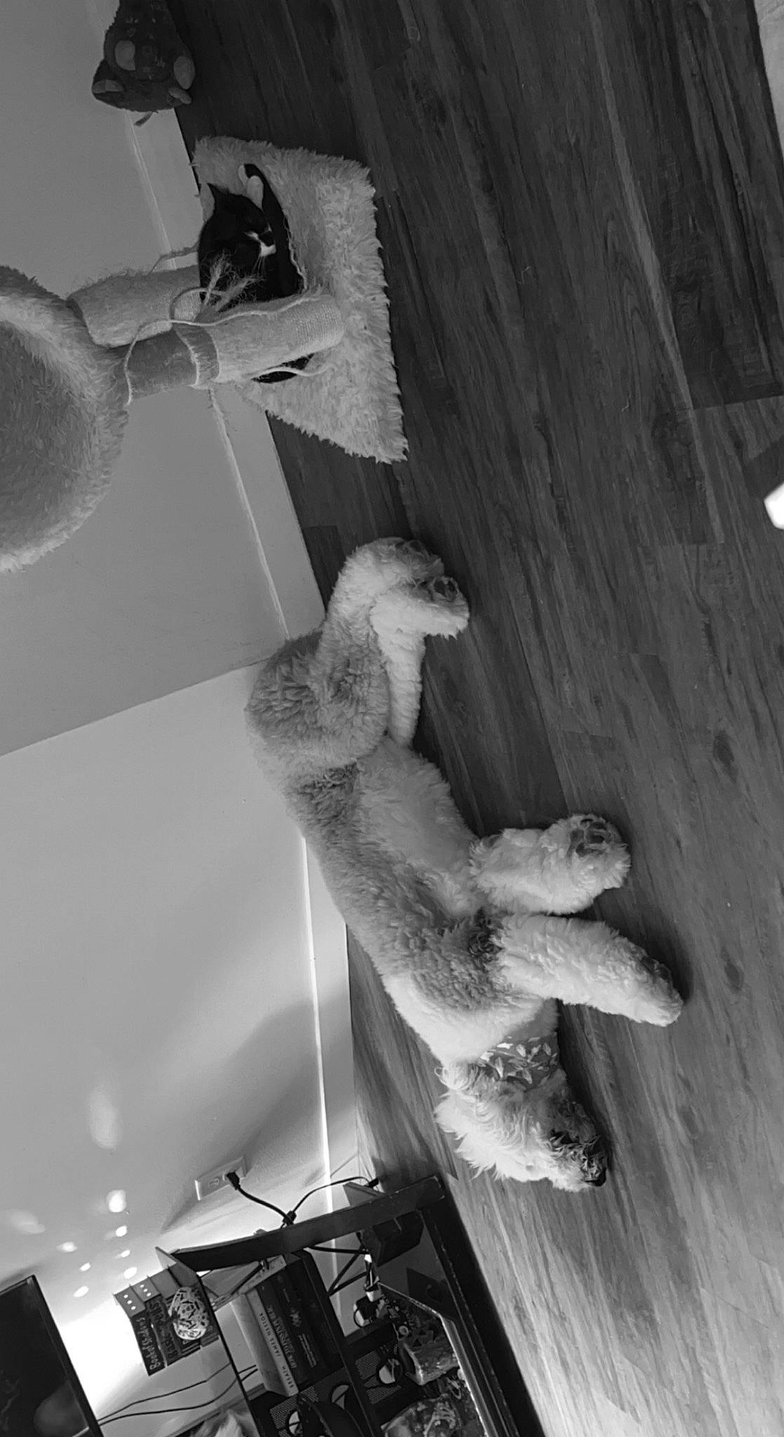 Salem is registered to the contest to win money with this photo: art, black, black_and_white, elbow, event, fur, grey, light, line, monochrome, monochrome_photography, room, shadow, still_life_photography, stock_photography, style, tail, white, wing, wood