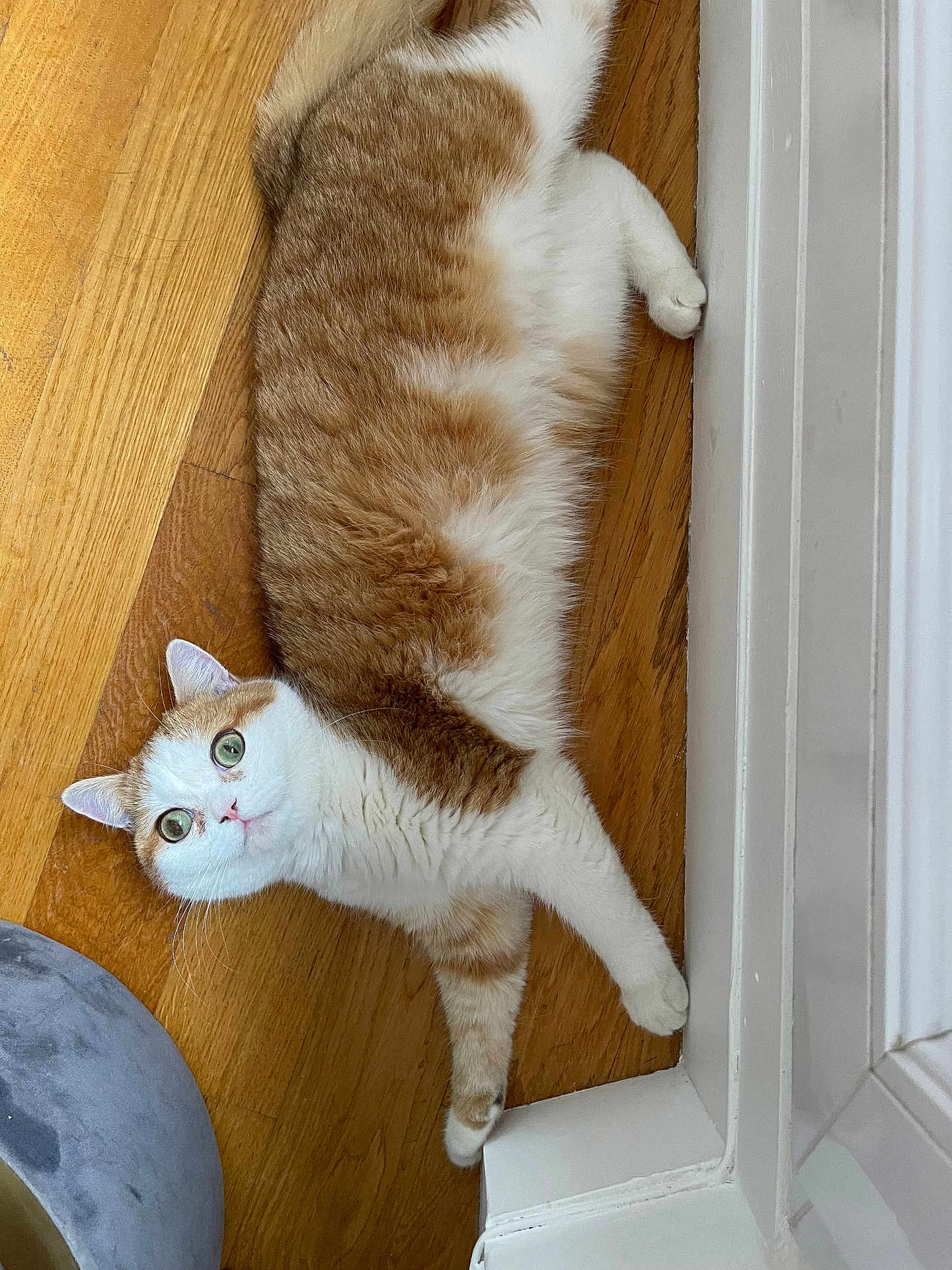 Waffle a rejoint le concours — aidez-le/la à gagner de superbes lots ! cat, orange, white, fur, green_eyes, wooden_floor, pet, domestic_animal, indoor, relaxed, laying_down, looking_up, whiskers, paws, ears, curious, cute, animal, mammal, feline