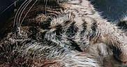 Babygirl joined the competition — help win amazing prizes! animal, calm, cat, closeup, cozy, cute, domestic_cat, feline, fur, indoor, lying_down, mammal, pet, portrait, relaxed, resting, sleepy, striped, tabby, whiskers