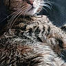 animal, calm, cat, closeup, cozy, cute, domestic_cat, feline, fur, indoor, lying_down, mammal, pet, portrait, relaxed, resting, sleepy, striped, tabby, whiskers