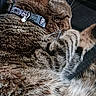 animal, cat, charm, close, closeup, collar, cute, domestic, feline, fur, indoor, paw, pet, relaxed, resting, sleeping, soft, tabby, texture, whiskers
