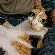 Laura Sells joined the competition — help win amazing prizes! cat, calico, pet, animal, fur, whiskers, eyes, blanket, indoor, resting, cute, closeup, face, ears, soft, cozy, feline, relaxed, lying_down, home