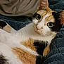 cat, calico, pet, animal, fur, whiskers, eyes, blanket, indoor, resting, cute, closeup, face, ears, soft, cozy, feline, relaxed, lying_down, home