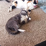 Cc Smohie joined the competition — help win amazing prizes! animal, cables, calico_cat, carpet, carpeted_floor, cat, cozy, domestic, feline, floor, gray_cat, home, indoor, lamp_stand, lying_down, pet, playful, relaxed, rolling, two_animals