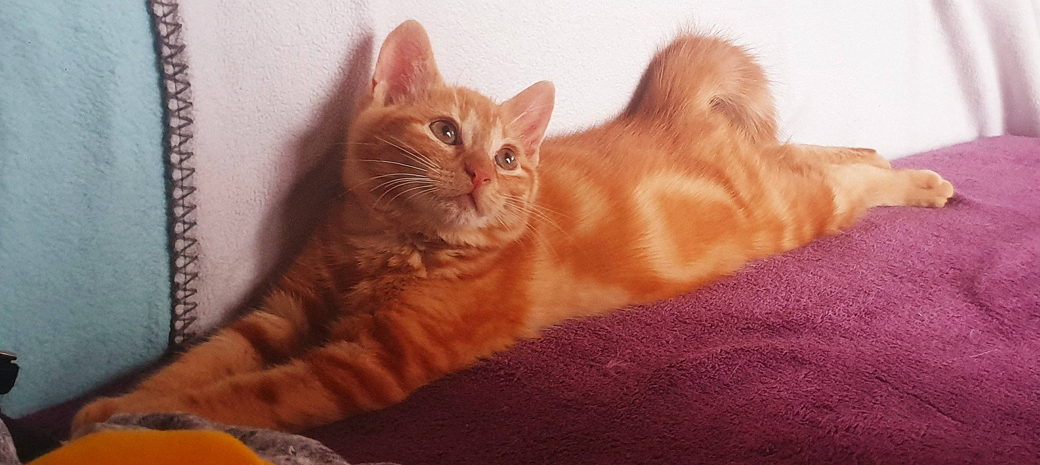 Loki a rejoint le concours — aidez-le/la à gagner de superbes lots ! arabian_mau, asian, australian_mist, carnivore, cat, claw, cymric, domestic_short_haired_cat, european_shorthair, fawn, felidae, kitten, mammal, paw, polydactyl_cat, small_to_medium_sized_cats, somali, tabby_cat, tail, whiskers