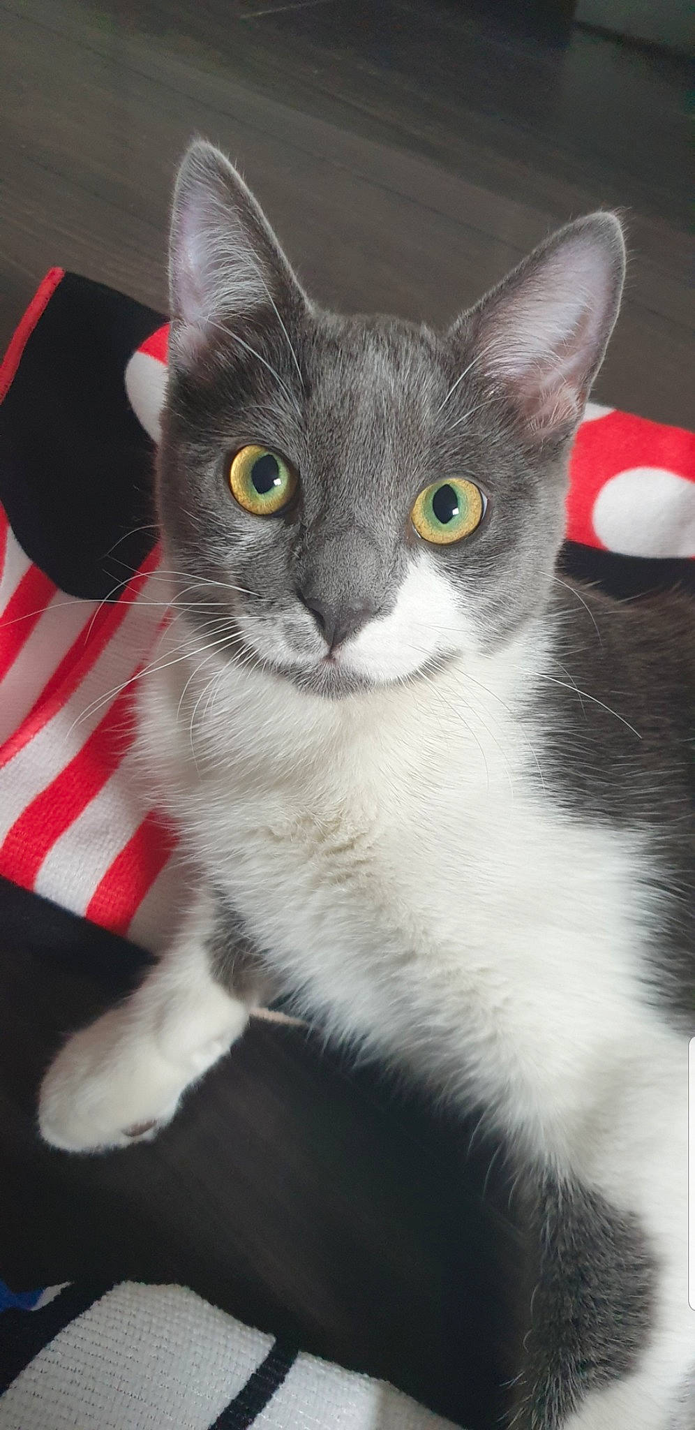 Drogo participe au concours pour gagner de l'argent avec cette photo : american_wirehair, asian, carnivore, cat, domestic_short_haired_cat, felidae, german_rex, kitten, mammal, polydactyl_cat, small_to_medium_sized_cats, snout, vertebrate, whiskers