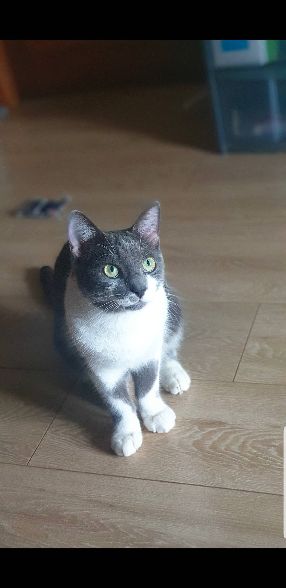 Drogo a rejoint le concours — aidez-le/la à gagner de superbes lots ! aegean_cat, american_wirehair, asian, carnivore, cat, domestic_short_haired_cat, european_shorthair, eye, fawn, felidae, kitten, mammal, ojos_azules, polydactyl_cat, small_to_medium_sized_cats, snout, tail, vertebrate, whiskers