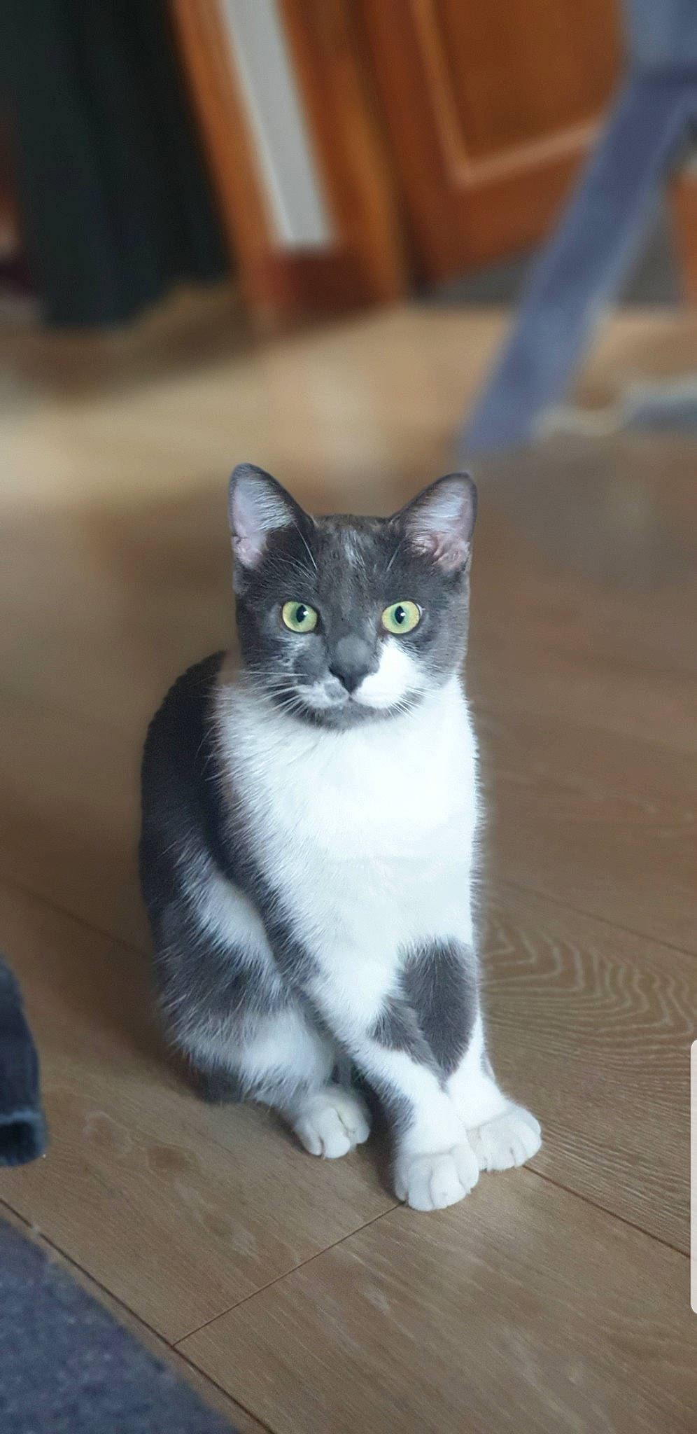 Drogo a rejoint le concours — aidez-le/la à gagner de superbes lots ! aegean_cat, american_wirehair, asian, carnivore, cat, domestic_short_haired_cat, european_shorthair, eye, felidae, kitten, mammal, ojos_azules, polydactyl_cat, small_to_medium_sized_cats, snout, tail, vertebrate, whiskers