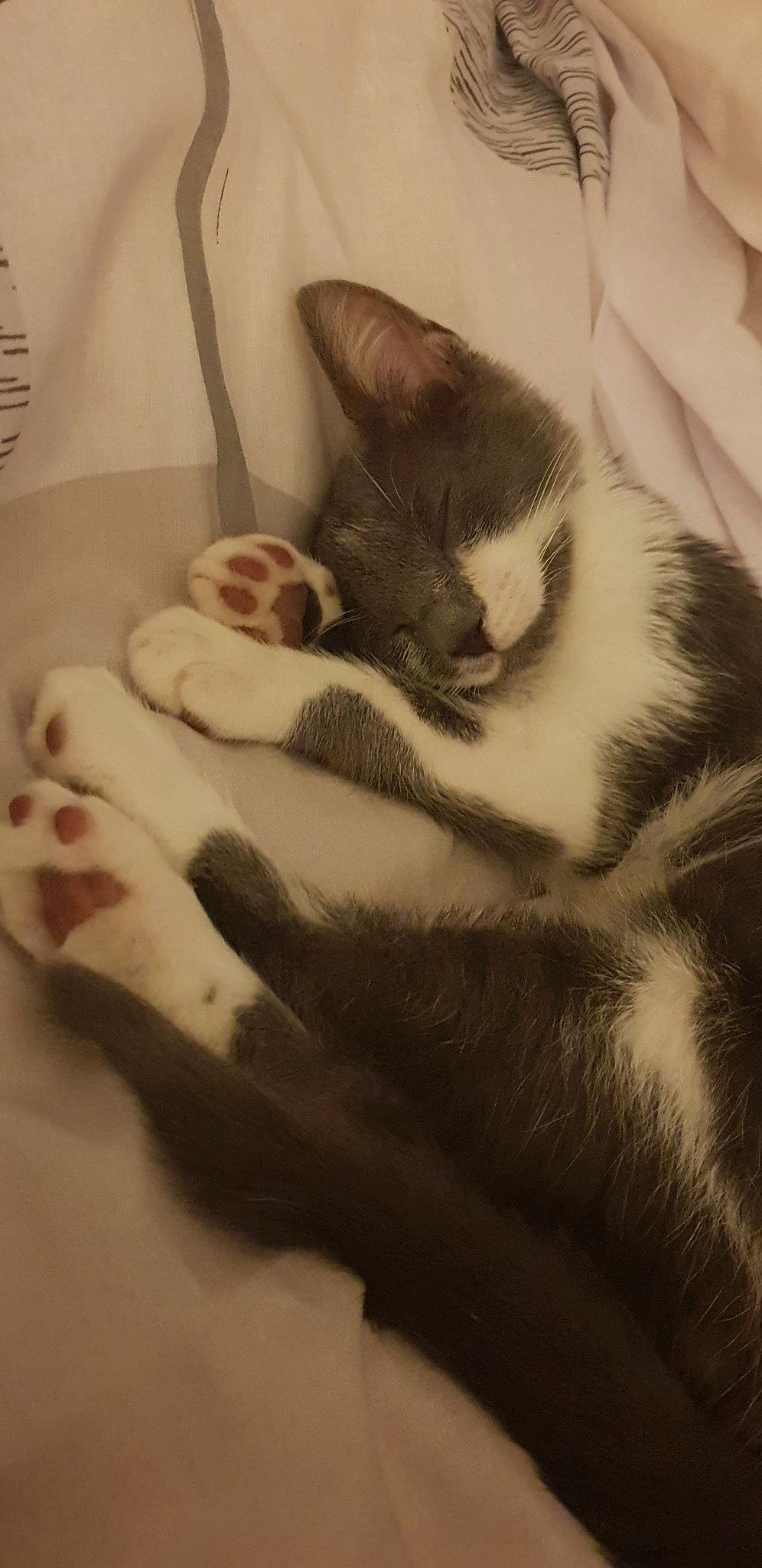 Drogo a rejoint le concours — aidez-le/la à gagner de superbes lots ! aegean_cat, american_wirehair, asian, carnivore, cat, domestic_short_haired_cat, ear, european_shorthair, felidae, fur, kitten, nap, paw, polydactyl_cat, sleep, small_to_medium_sized_cats, snout, tail, whiskers