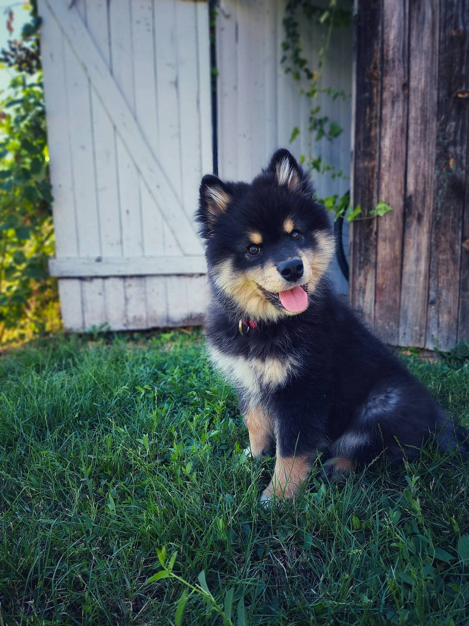 Tomy participe au concours pour gagner de l'argent avec cette photo : canidae, carnivore, companion_dog, dog, dog_breed, dog_supply, door, fawn, fur, german_spitz_mittel, grass, herding_dog, plant, snout, sporting_group, terrestrial_animal, toy_dog, whiskers, working_animal, working_dog