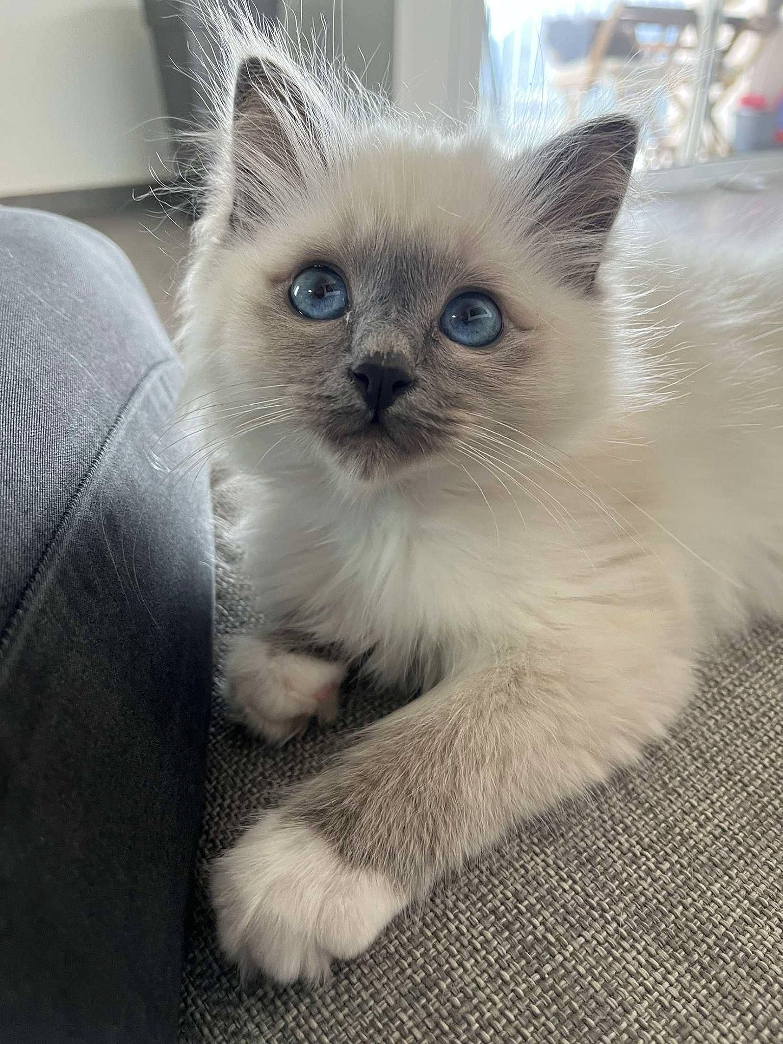 Mouni participe au concours pour gagner de l'argent avec cette photo : birman, carnivore, cat, claw, domestic_short_haired_cat, eye, fawn, felidae, fur, hair, paw, photo_caption, ragdoll, siamese, small_to_medium_sized_cats, snout, tail, terrestrial_animal, thai, whiskers