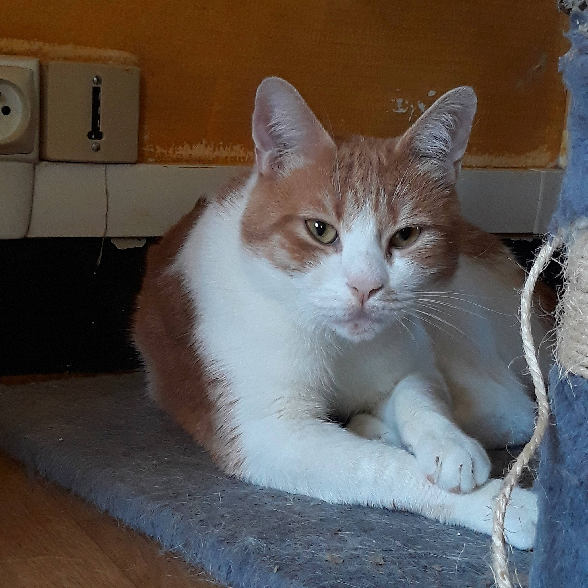 Garfield a rejoint le concours — aidez-le/la à gagner de superbes lots ! aegean_cat, american_wirehair, arabian_mau, asian, burmilla, carnivore, cat, domestic_short_haired_cat, european_shorthair, eye, felidae, kitten, mammal, ojos_azules, paw, polydactyl_cat, small_to_medium_sized_cats, tail, vertebrate, whiskers