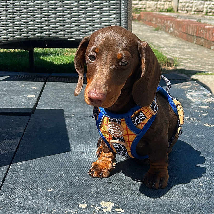 Woody