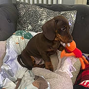 Woody is registered to the contest to win money with this photo: puppy, dog, dachshund, brown, blanket, couch, toy, indoor, home, pet, cute, playful, decorative_pillow, fabric, cozy, small_dog, animal, resting, comfort, furniture