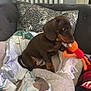 puppy, dog, dachshund, brown, blanket, couch, toy, indoor, home, pet, cute, playful, decorative_pillow, fabric, cozy, small_dog, animal, resting, comfort, furniture