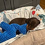 Woody joined the competition — help win amazing prizes! puppy, dog, sleeping, bed, blanket, plush_toy, brown, cozy, indoor, resting, cute, soft, furniture, floor, cabinet, pet, animal, comfort, peaceful, nap