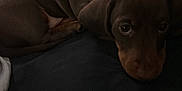 Woody joined the competition — help win amazing prizes! puppy, dog, brown, cute, pet, lying_down, indoors, cozy, fabric, bed, resting, animal, canine, young, small, fur, ears, eyes, looking_up, shadow