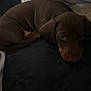 puppy, dog, brown, cute, pet, lying_down, indoors, cozy, fabric, bed, resting, animal, canine, young, small, fur, ears, eyes, looking_up, shadow