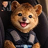 Ernesto joined the competition — help win amazing prizes! child, animal_face, car_seat, smiling, digital_edit, cute, fox_like, happy, seat_belt, inset_photo, young_child, portrait, animal, fur, clothing, car_interior, closeup, face_swap, web_watermark, playful