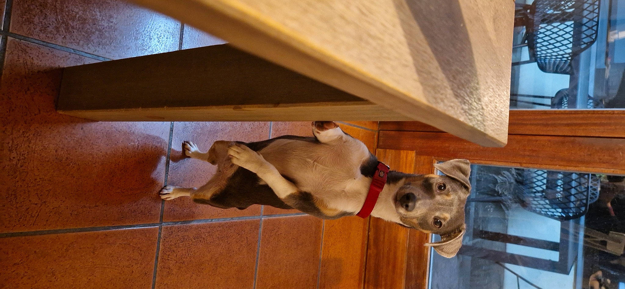 Perla a rejoint le concours — aidez-le/la à gagner de superbes lots ! building, canidae, carnivore, collar, companion_dog, dog, dog_breed, dog_collar, dog_supply, fawn, flooring, hardwood, house, pet_supply, plywood, tail, tints_and_shades, window, wood, working_animal