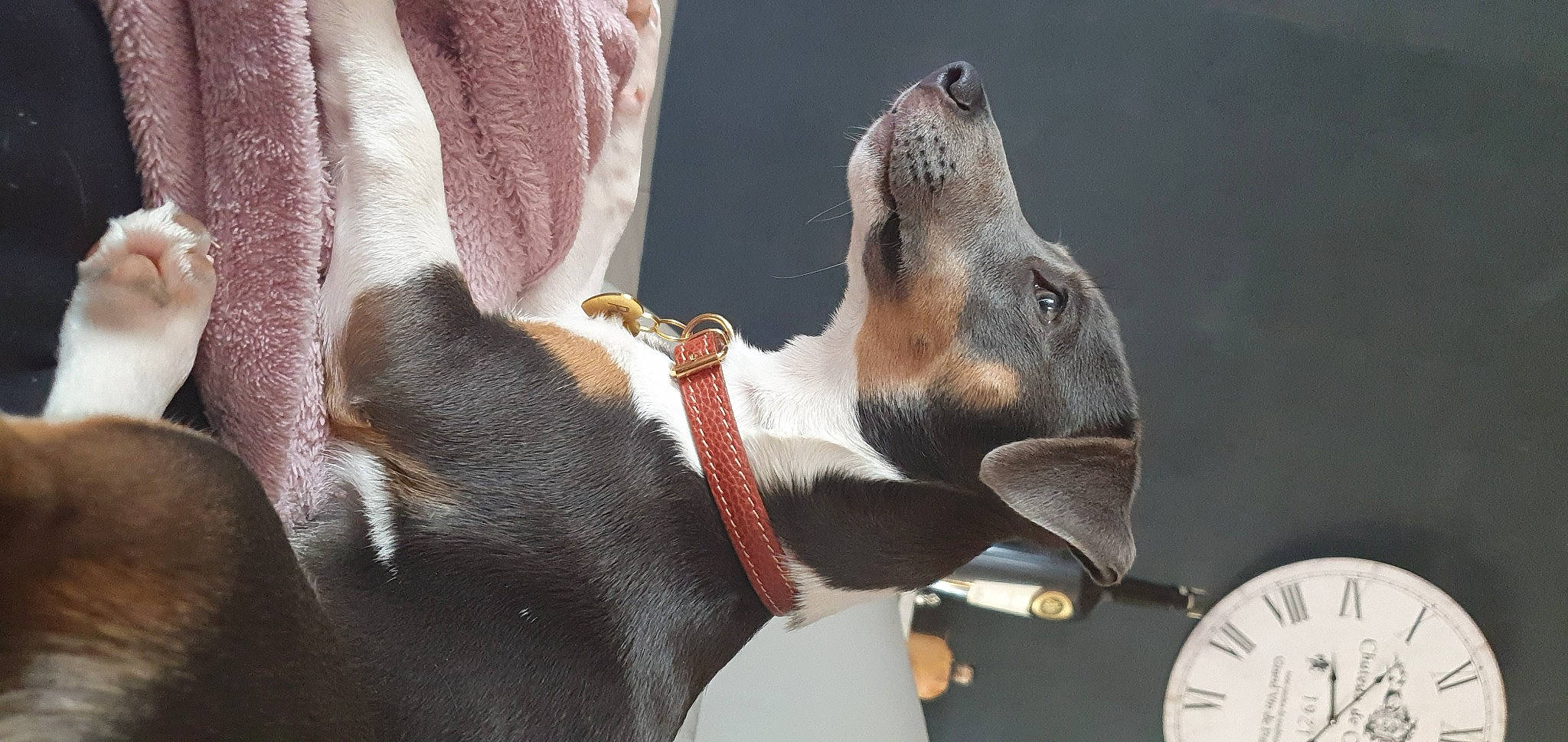 Perla participe au concours pour gagner de l'argent avec cette photo : canidae, carnivore, clock, collar, comfort, companion_dog, dog, dog_breed, dog_collar, dog_supply, fawn, fur, guard_dog, home_accessories, paw, plant, snout, sporting_group, whiskers, working_animal