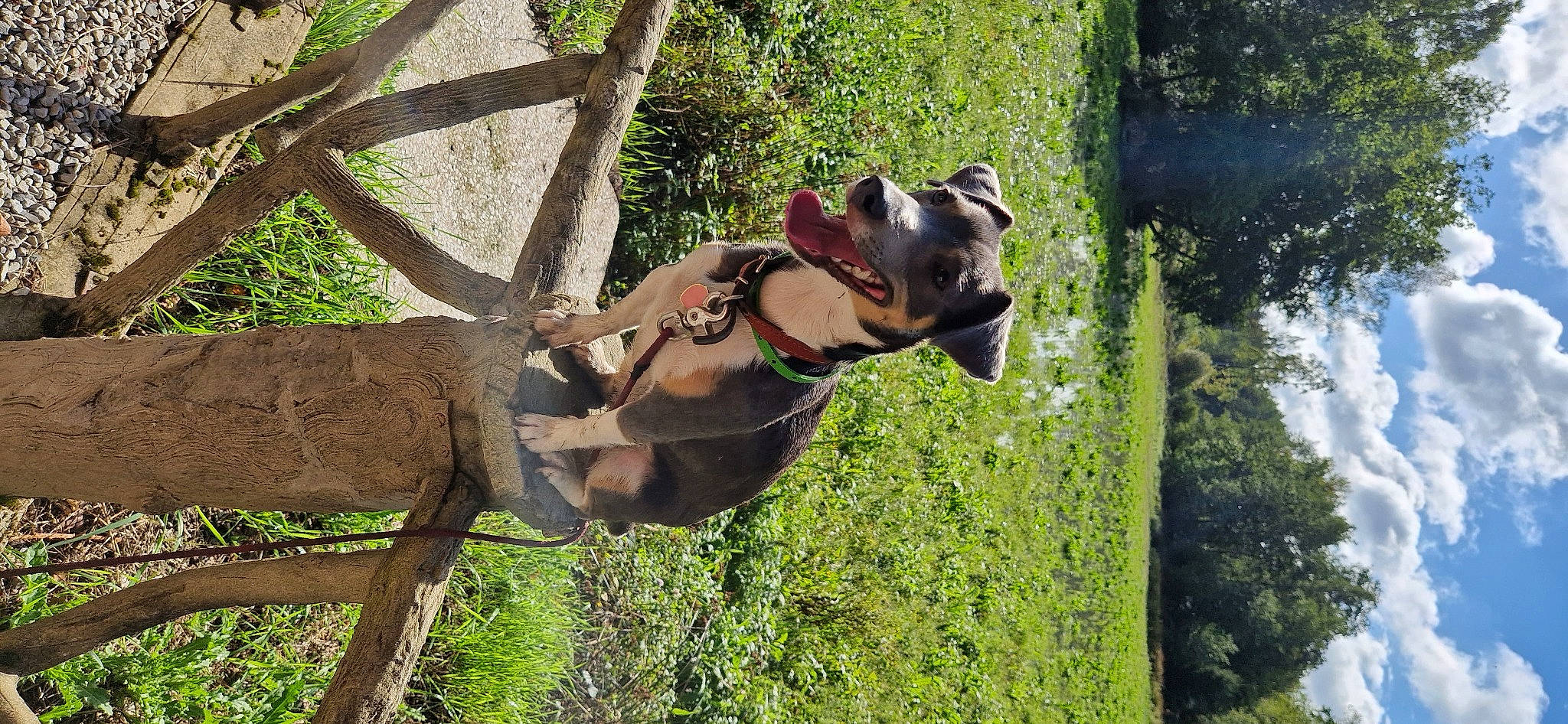 Perla participe au concours pour gagner de l'argent avec cette photo : adventure, canidae, carnivore, collar, dog, dog_breed, fawn, grass, pet_supply, plant, recreation, snout, sporting_group, terrestrial_animal, tree, trunk, twig, wildlife, wood, working_animal