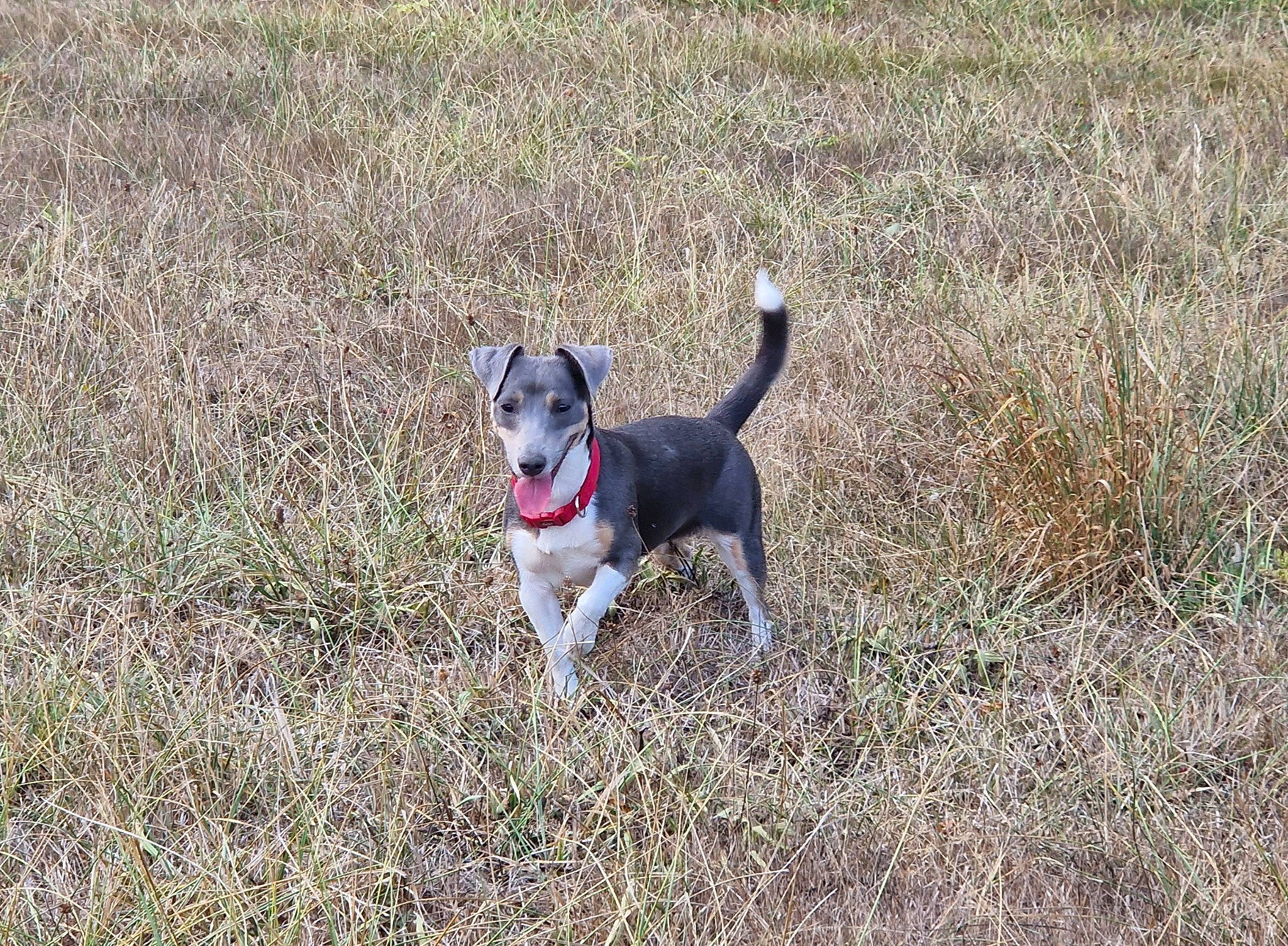 Perla a rejoint le concours — aidez-le/la à gagner de superbes lots ! canidae, carnivore, collar, companion_dog, dog, dog_breed, dog_collar, dog_supply, fawn, grass, grassland, leash, plant, prairie, snout, soil, sporting_group, tail, terrier, working_animal