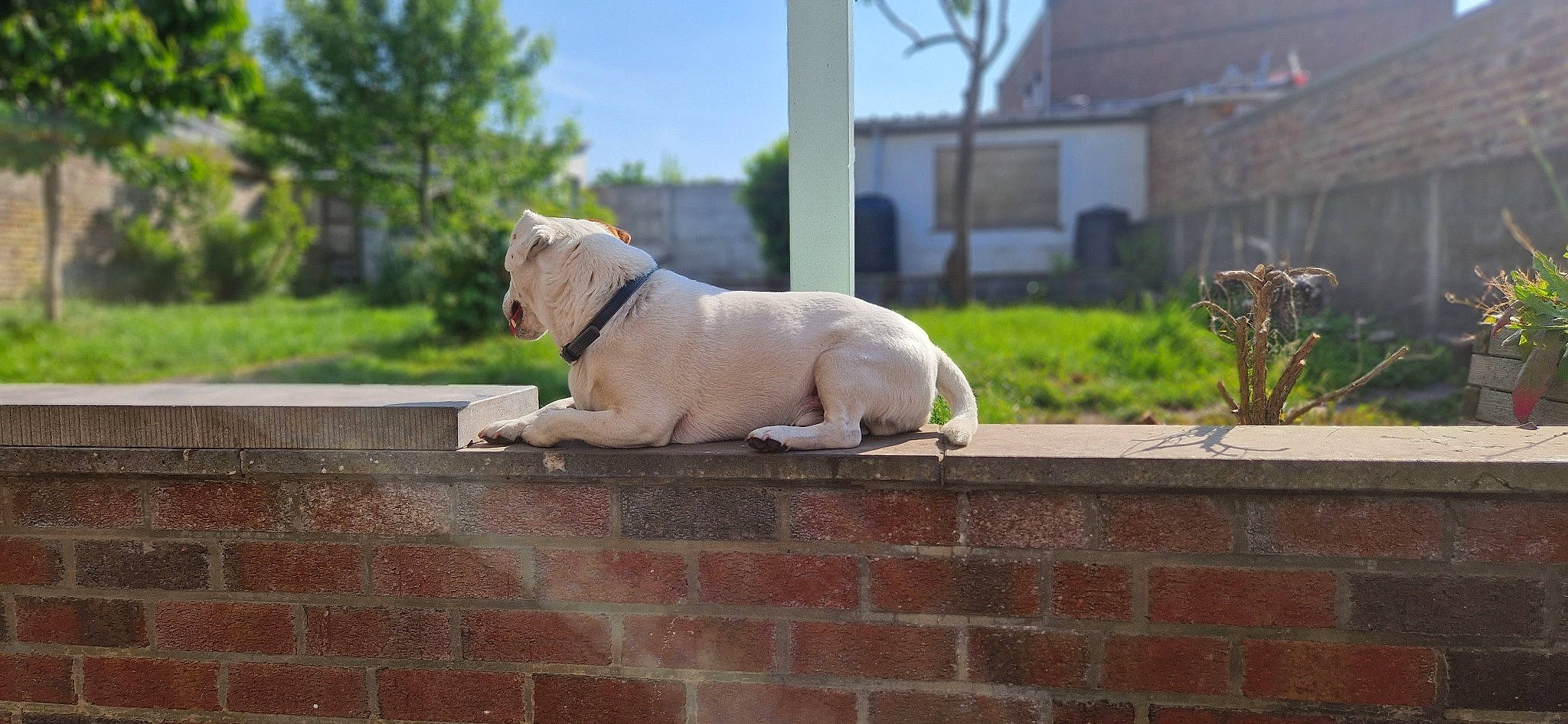 Titto participe au concours pour gagner de l'argent avec cette photo : brick, brickwork, carnivore, collar, companion_dog, dog, dog_breed, dog_collar, fawn, grass, mammal, plant, sky, snout, tire, tree, vertebrate, window, wood, working_animal