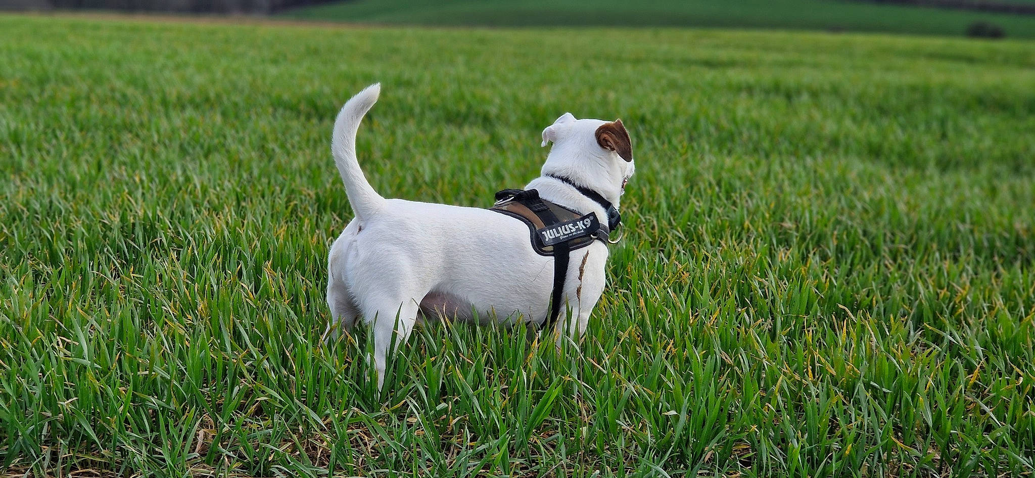 Titto participe au concours pour gagner de l'argent avec cette photo : canidae, carnivore, collar, companion_dog, dog, dog_breed, dog_collar, dog_supply, grass, grassland, leash, non_sporting_group, pet_supply, plant, sporting_group, tail, terrier, working_animal