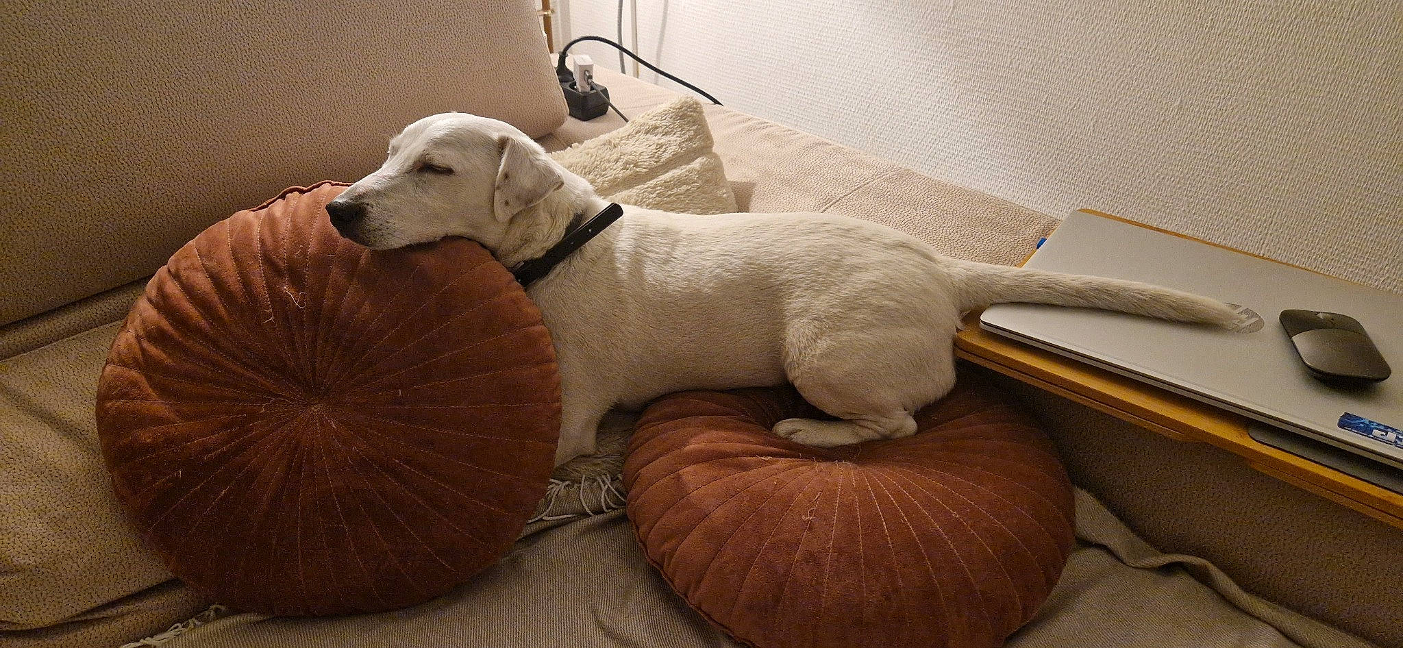 Titto a rejoint le concours — aidez-le/la à gagner de superbes lots ! carnivore, chair, comfort, companion_dog, couch, dog, dog_bed, dog_breed, dog_supply, fawn, flooring, hardwood, pet_supply, snout, sporting_group, tail, whiskers, wood, wood_flooring, working_animal