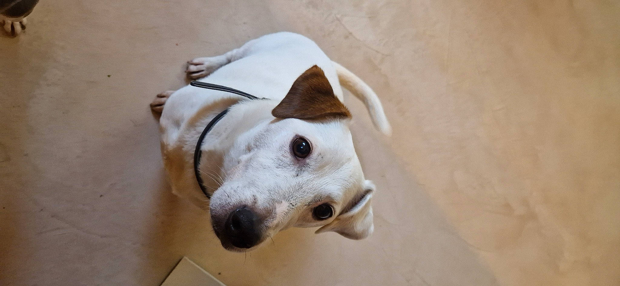 Titto participe au concours pour gagner de l'argent avec cette photo : canidae, carnivore, collar, companion_dog, dog, dog_breed, dog_supply, fawn, non_sporting_group, pet_supply, snout, sporting_group, terrestrial_animal, whiskers, working_animal