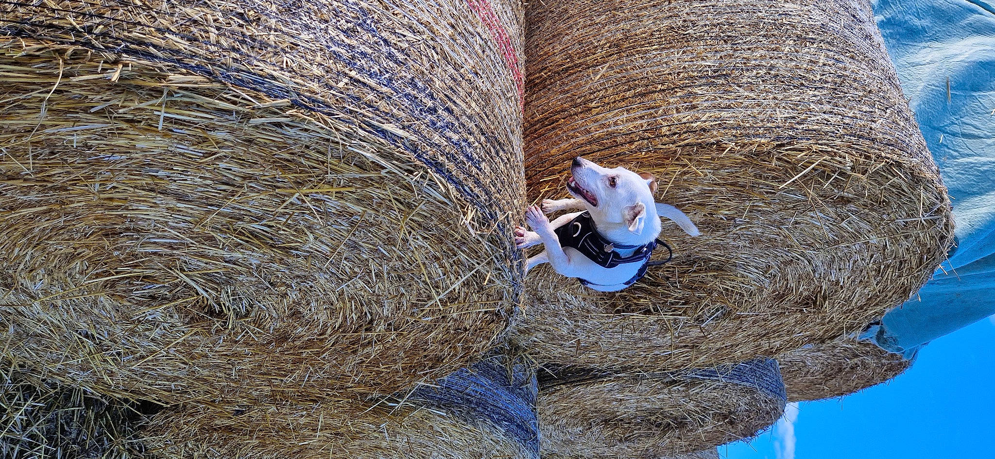 Titto a rejoint le concours — aidez-le/la à gagner de superbes lots ! agriculture, azure, electric_blue, grass, grass_family, hat, hay, landscape, mammal, people_in_nature, sky, soil, straw, tree, vertebrate, winter, wood