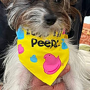 Pattycake is registered to the contest to win money with this photo: dog, bandana, yellow, peeps, hand, fur, pet, indoor, cute, scruffy, white_fur, brown_fur, animal_accessory, portrait, holding, colorful, close_up, small_dog, pet_accessory, casual