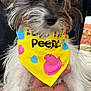 dog, bandana, yellow, peeps, hand, fur, pet, indoor, cute, scruffy, white_fur, brown_fur, animal_accessory, portrait, holding, colorful, close_up, small_dog, pet_accessory, casual