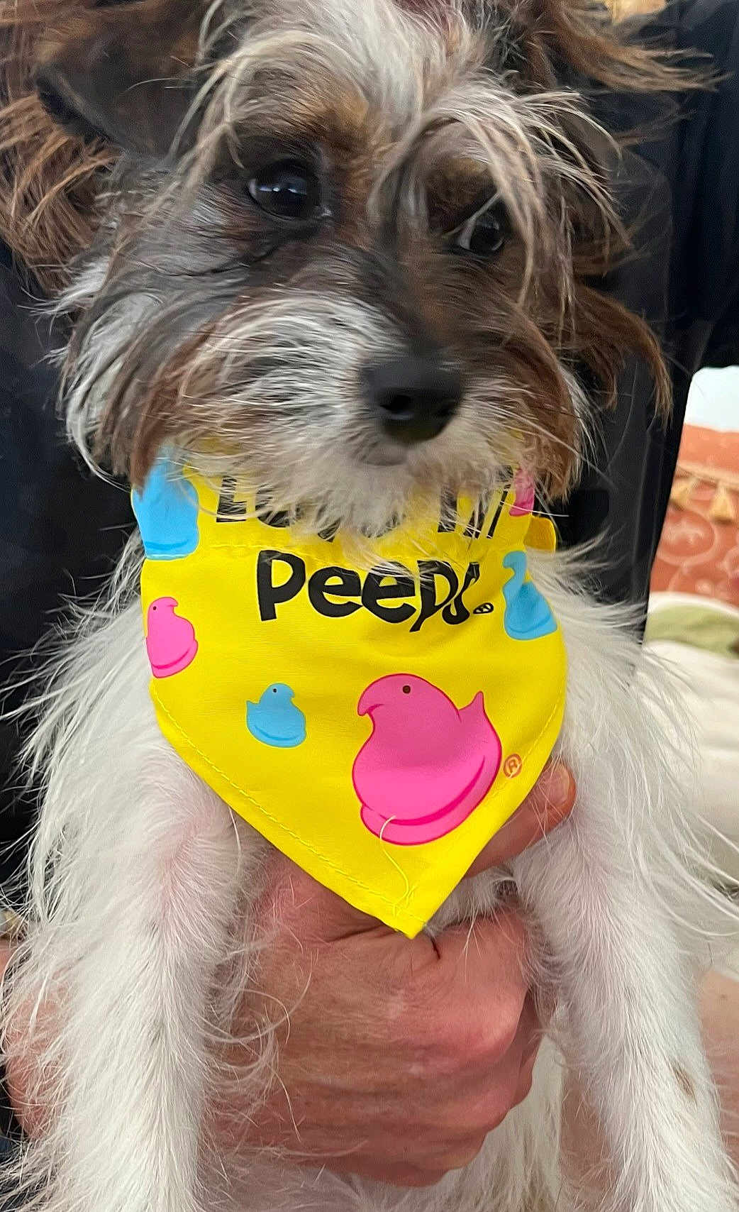 Pattycake is registered to the contest to win money with this photo: dog, bandana, yellow, peeps, hand, fur, pet, indoor, cute, scruffy, white_fur, brown_fur, animal_accessory, portrait, holding, colorful, close_up, small_dog, pet_accessory, casual